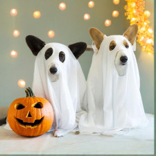 Dog Ghost Costume - White Blanket Cloak Dog Ghost Cosplay
