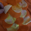 Baby Goldfish Costume InCharacter - Onesie Jumpsuit Goldfish Cosplay