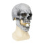 Realistic Skull Mask Cosplay Costume