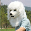White Dog Furry Mask - White Dog Cosplay Costume Mask Prop