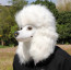 Poddle Dog Costume Mask