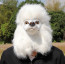 Poddle Dog Costume Mask